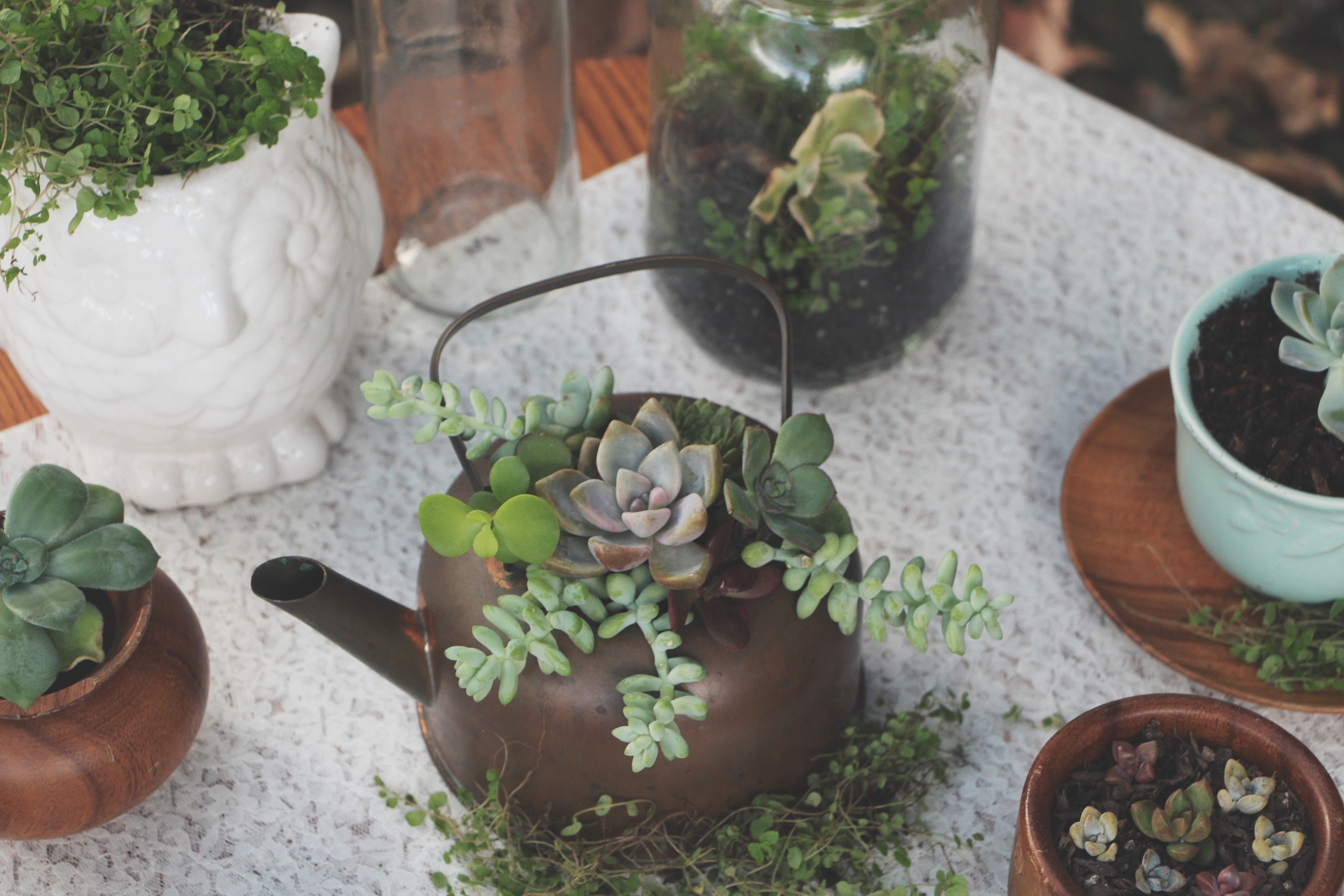 A Succulent Tea Party via Needles + Leaves :: we styled this photo shoot with succulents in a teapot, teacups, mason jars, a bell jar, and terra cotta pots. :: flowers, roses, daisies, babies breath::&nbsp;vintage inspired owl, reused, repurposed, s…